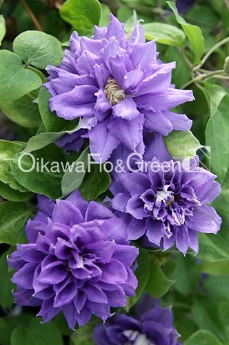 クレマチス専門ナーセリー 及川フラグリーン 双雲