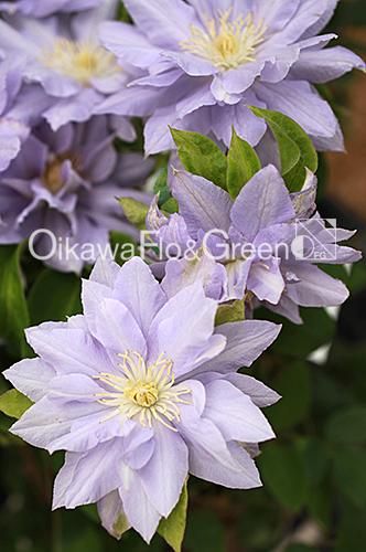 クレマチス専門ナーセリー 及川フラグリーン 天空