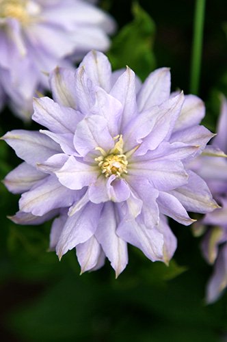 ŷ<br>Clematis Tenku<br>ե饰꡼Υꥸʥ<img class='new_mark_img2' src='https://img.shop-pro.jp/img/new/icons27.gif' style='border:none;display:inline;margin:0px;padding:0px;width:auto;' />