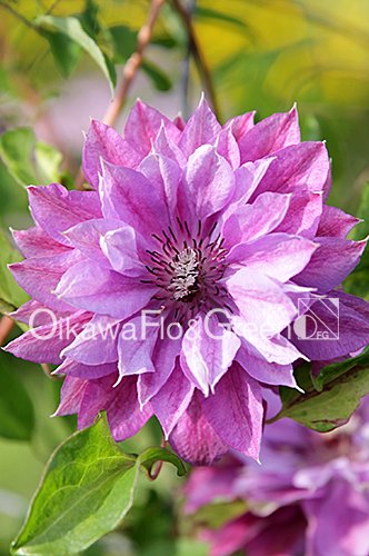 クレマチス・ナーセリー 及川フラグリーン Clematis Nursery Oikawa