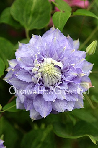 クレマチス・ナーセリー 及川フラグリーン Clematis Nursery Oikawa