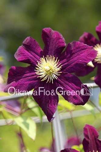 クレマチス・ナーセリー 及川フラグリーン Clematis Nursery Oikawa