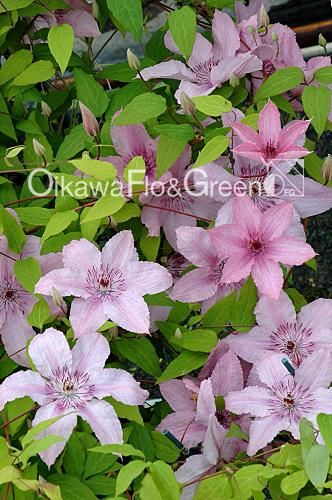クレマチス専門ナーセリー 及川フラグリーン ハーグレイ・ハイブリッド