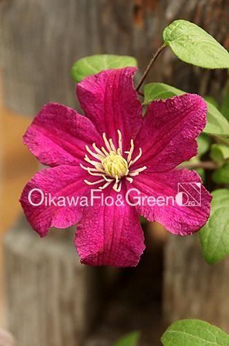 �С��Х顦�ϡ���󥰥ȥ�ʥС��Х顦�ϥ��ȥ��<br>Clematis ��Barbara Harrington��<img class='new_mark_img2' src='https://img.shop-pro.jp/img/new/icons27.gif' style='border:none;display:inline;margin:0px;padding:0px;width:auto;' />