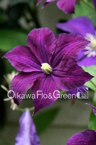 ナカツネ クレマチス 10点 クレマチス・ナーセリー 及川フラ