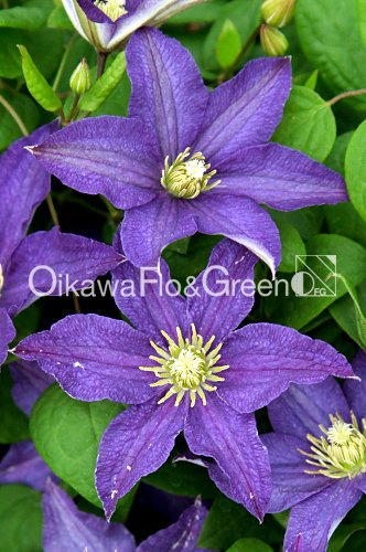 クレマチス・ナーセリー 及川フラグリーン Clematis Nursery Oikawa Flo&Green