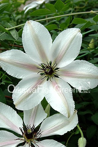 今季ブランド 【きなこ】クレマチスblue Flowers 2点 rose &white 