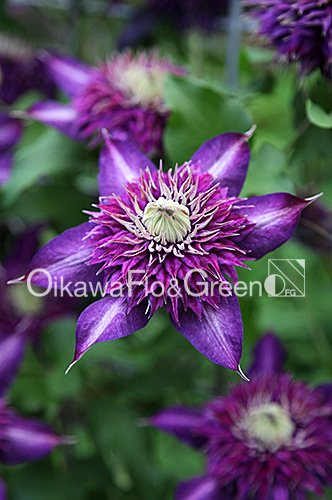 クレマチス・ナーセリー 及川フラグリーン Clematis Nursery Oikawa Flo&Green