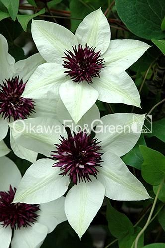 クレマチス専門ナーセリー 及川フラグリーン テッセン クレマチス専門ナーセリー 及川フラグリーン テッセン