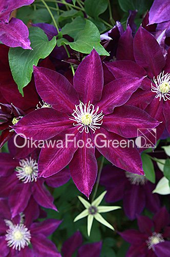 Ϥ<br>Clematis Hayate<img class='new_mark_img2' src='https://img.shop-pro.jp/img/new/icons27.gif' style='border:none;display:inline;margin:0px;padding:0px;width:auto;' />