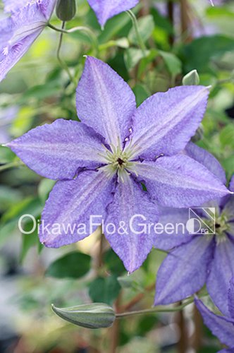 クレマチス・ナーセリー 及川フラグリーン Clematis Nursery Oikawa Flo&Green