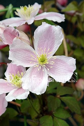 クレマチス・ナーセリー 及川フラグリーン Clematis Nursery