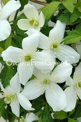 クレマチス専門ナーセリー 及川フラグリーン モンタナ 金色