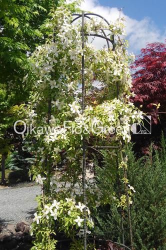 クレマチス！　クリンスイ クレマチス専門ナーセリー 及川フラグリーン モンタナ 金色