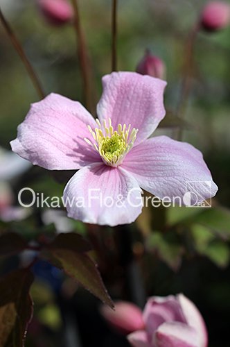 クレマチス・ナーセリー 及川フラグリーン Clematis Nursery Oikawa Flo&Green