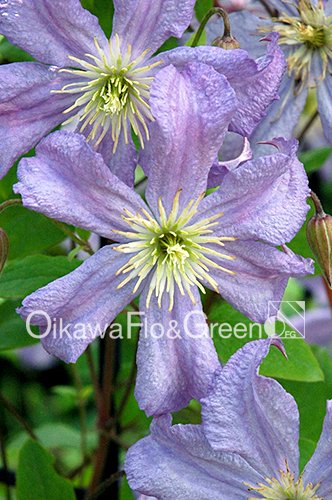 クレマチス・ナーセリー 及川フラグリーン Clematis Nursery Oikawa Flo&Green