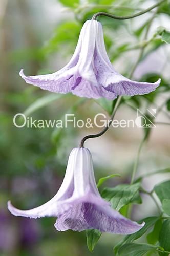 クレマチス専門ナーセリー 及川フラグリーン ベティー・コーニング