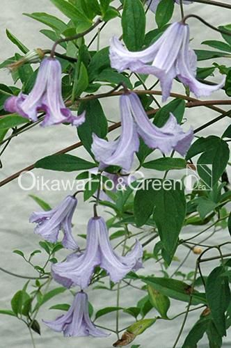 クレマチス ベティコーニング クレマチス・ベティー コーニング| 種・苗・ガーデニング用品の