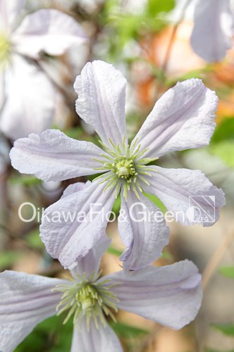 クレマチス・ナーセリー 及川フラグリーン Clematis Nursery Oikawa ...