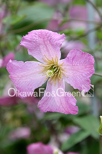 クレマチス・ナーセリー 及川フラグリーン Clematis Nursery Oikawa Flo&Green