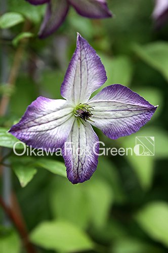 クレマチス・ナーセリー 及川フラグリーン Clematis Nursery Oikawa Flo&Green