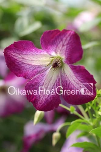 クレマチス　確認用 クレマチス35品種ご紹介2025.4.26.～Introducing 35 varieties