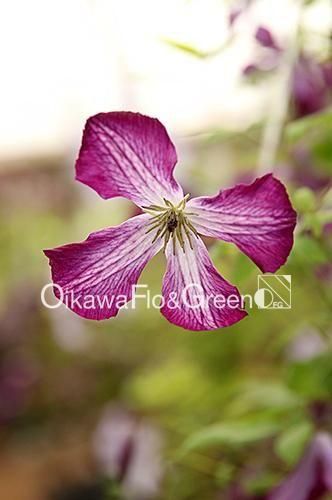 ����С����ʥ���֥륰��<br>Clematis ��Walenburg��