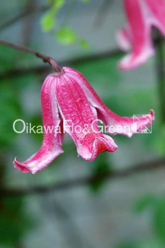 クレマチス・ナーセリー 及川フラグリーン Clematis Nursery