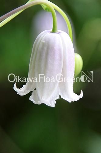 2025年新販売 クレマチス アシェリナ　正規品ラベル付き クレマチス・ナーセリー 及川フラグリーン Clematis Nursery