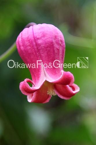 壺形クレマチス　テキセンスワイン❤️希少✨️　竹行灯仕立て　送料無料 テキセンシス・ヴィオルナ系｜湘南クレマチス園