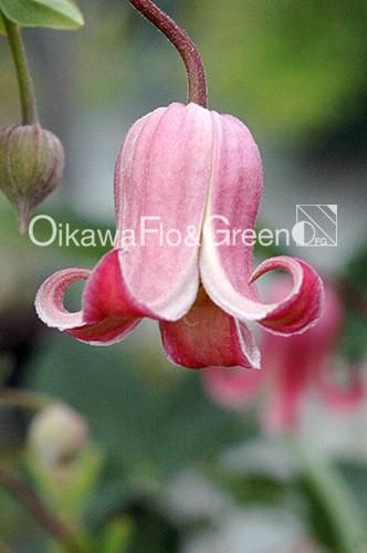 ♛° きれいなピンク色のクレマチス♡   癒しの造花アレンジメント♧ クレマチス・ナーセリー 及川フラグリーン Clematis Nursery