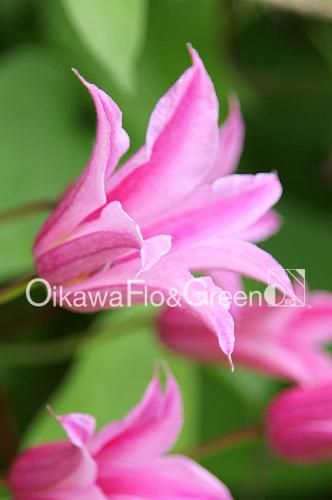 ♛° きれいなピンク色のクレマチス♡   癒しの造花アレンジメント♧ メロディー Melody ピンク系でいちばん好きなクレマチスです