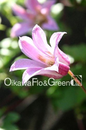 クレマチス　ミニベル　挿し木苗 クレマチス専門ナーセリー 及川フラグリーン ミーネ・ベル（ミニ