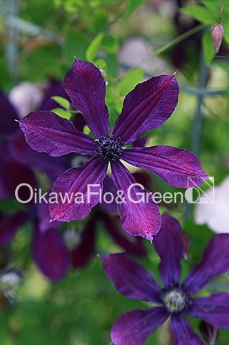 クレマチス確認用 クレマチス・ナーセリー 及川フラグリーン Clematis Nursery