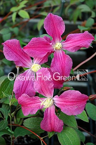 クレマチス専門ナーセリー 及川フラグリーン インスピレーション