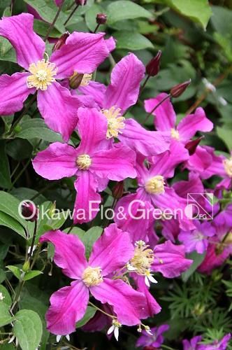 クレマチス！　クリンスイ クレマチス専門ナーセリー 及川フラグリーン インスピレーション