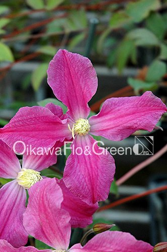 󥹥ԥ졼PVP<br>Clematis Inspiration<img class='new_mark_img2' src='https://img.shop-pro.jp/img/new/icons27.gif' style='border:none;display:inline;margin:0px;padding:0px;width:auto;' />