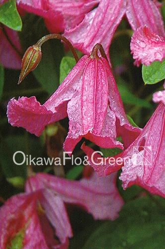 クレマチス・ナーセリー 及川フラグリーン Clematis Nursery