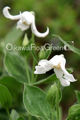 クレマチス専門ナーセリー 及川フラグリーン インテグリフォリア アルバ