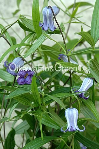 【確認用】クレマチス・ソシアリス・真紅・白菫・会津の風・押切・花筏・桃割・夕顔 確認用】クレマチス・ソシアリス・真紅・白菫・会津の風・押切