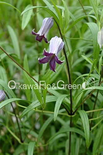 【確認用】クレマチス・ソシアリス・真紅・白菫・会津の風・押切・花筏・桃割・夕顔 確認用】クレマチス・ソシアリス・真紅・白菫・会津の風・押切
