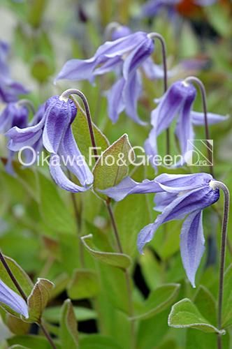 クレマチス専門ナーセリー 及川フラグリーン ヘンダーソニー