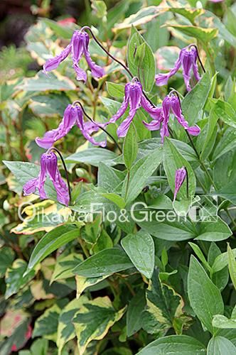 クレマチス専門ナーセリー 及川フラグリーン ロゼア