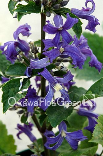 チャイナ・パープル<br>Clematis heracleifolia ‘China Purple’