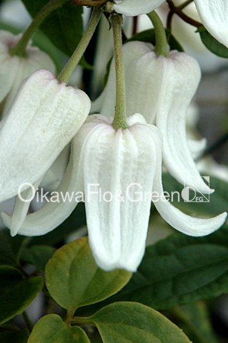 ҥ顡󥿡٥<br>Clematis urophylla Winter Bell