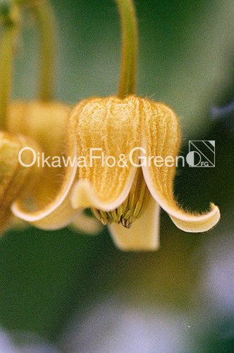 グレウィーフローラ<br>Clematis grewiiflora