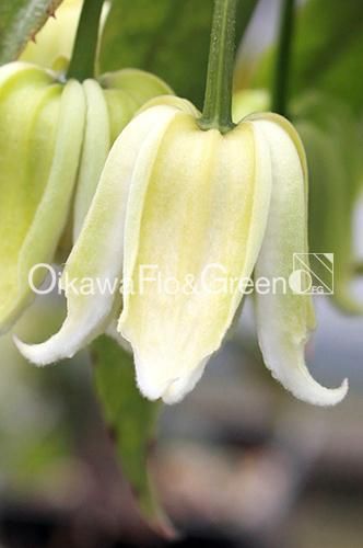 クレマチス！　クリンスイ クレマチス・ナーセリー 及川フラグリーン Clematis Nursery