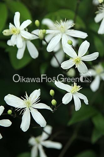 クレマチス専門ナーセリー 及川フラグリーン レクタ パメラ