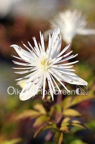 クレマチス・ナーセリー 及川フラグリーン Clematis Nursery