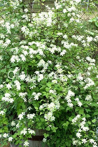 クレマチス専門ナーセリー 及川フラグリーン サマー・スノー